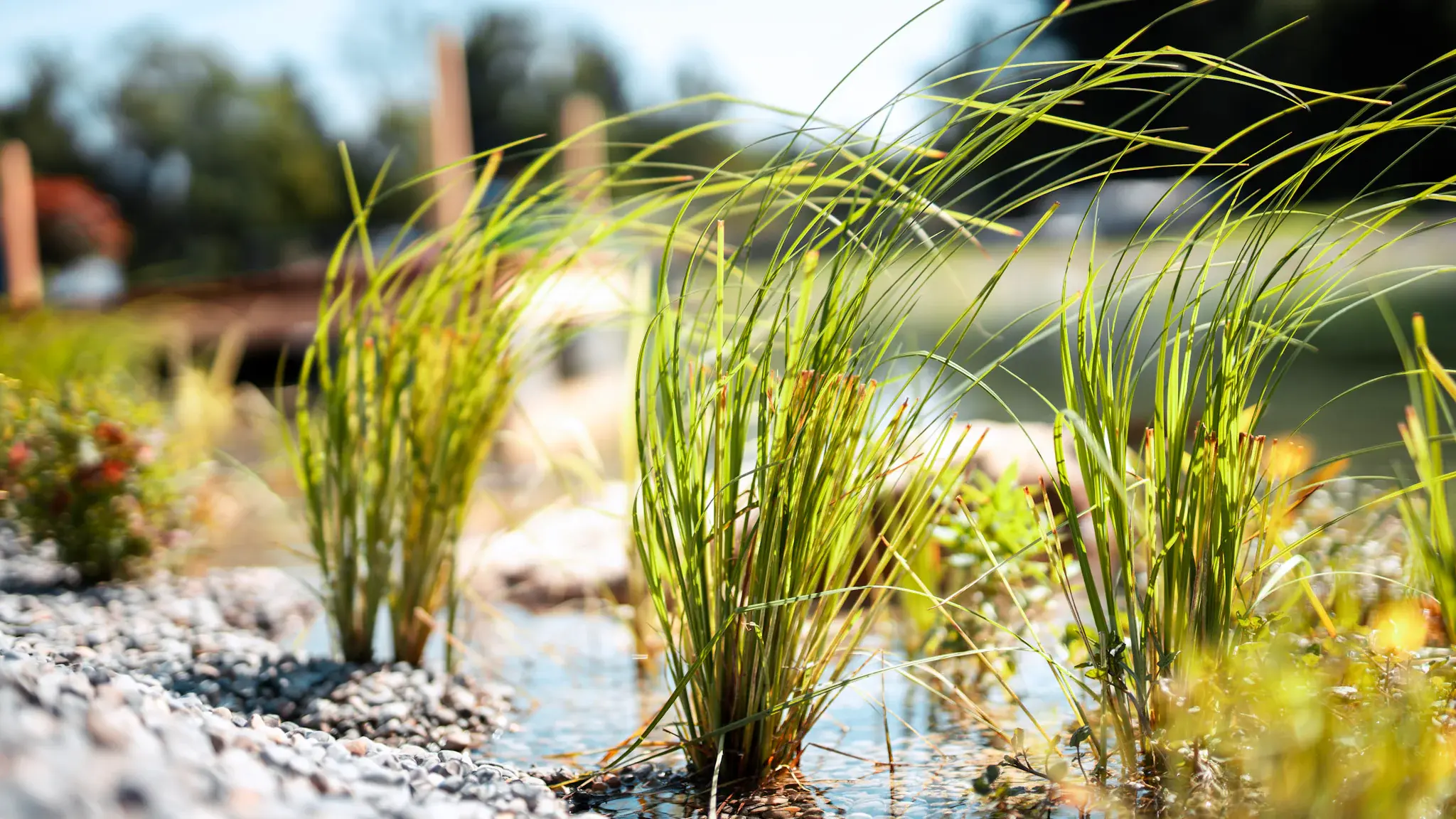 Garten- und Landschaftsbau im Raum Kempten. Uferbepflanzung einer Teichanlage